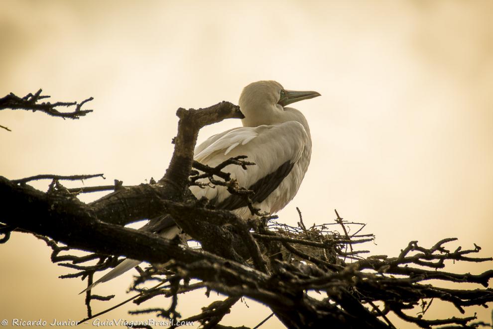 Imagem de uma pássaro em cima de um ninho nos galhos secos da árvore.